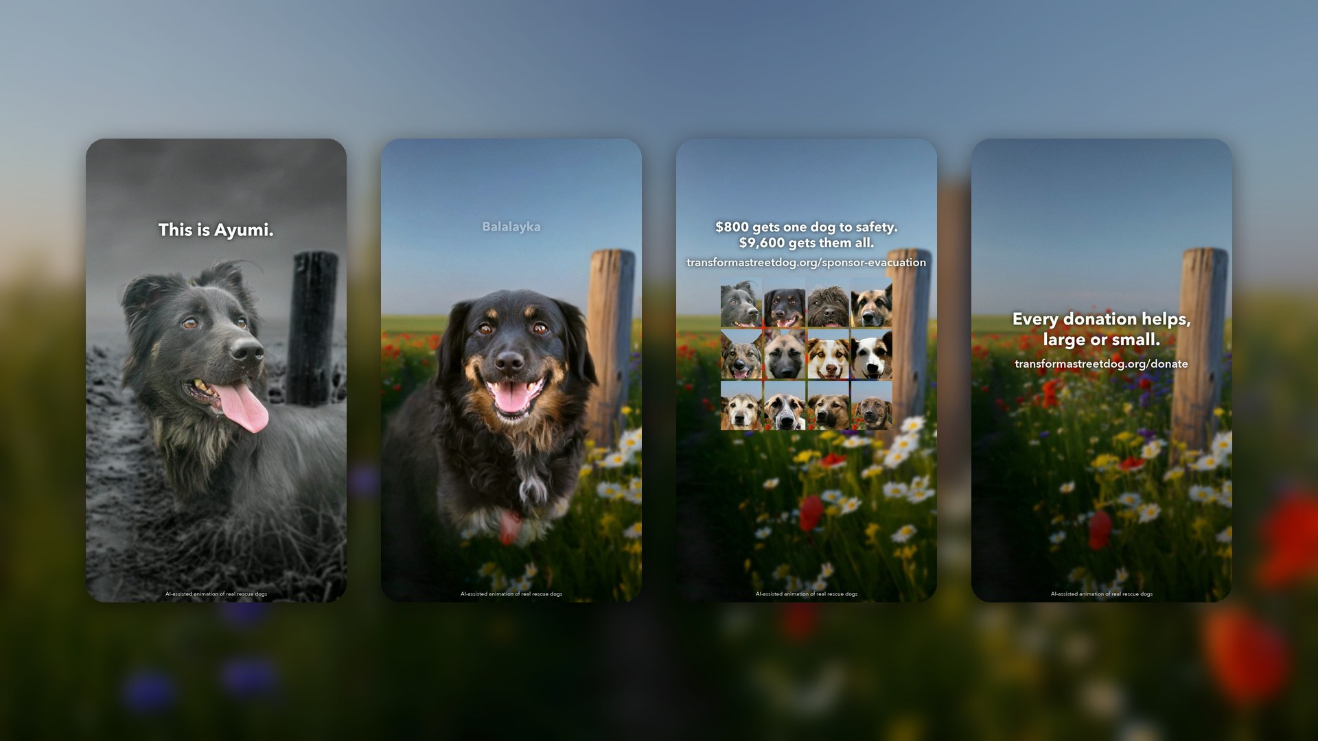 Dog Rescue Fundraising Video